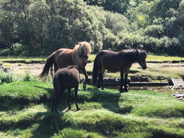 Down The Garden Path Vintage Caravan B&B , Dartmoor Newton Abbot Buitenkant foto